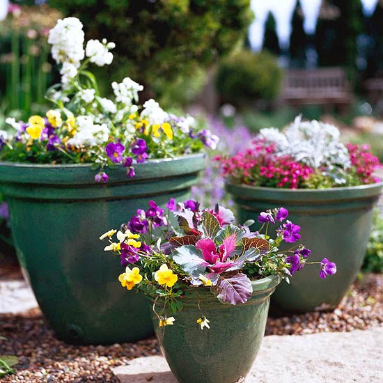 Weigela Sonic Bloom Pink Buy Weigela Shrubs Online