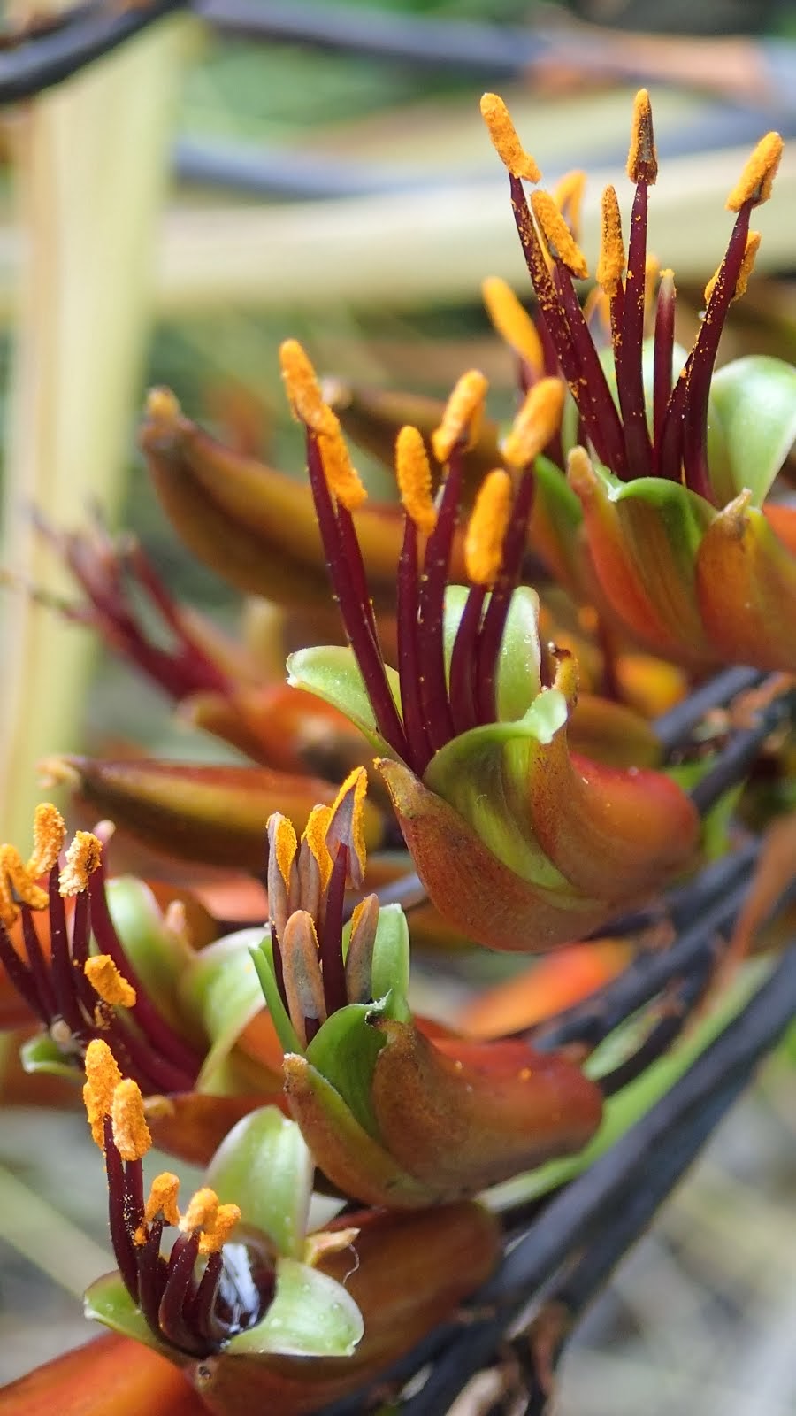 Flax flowers