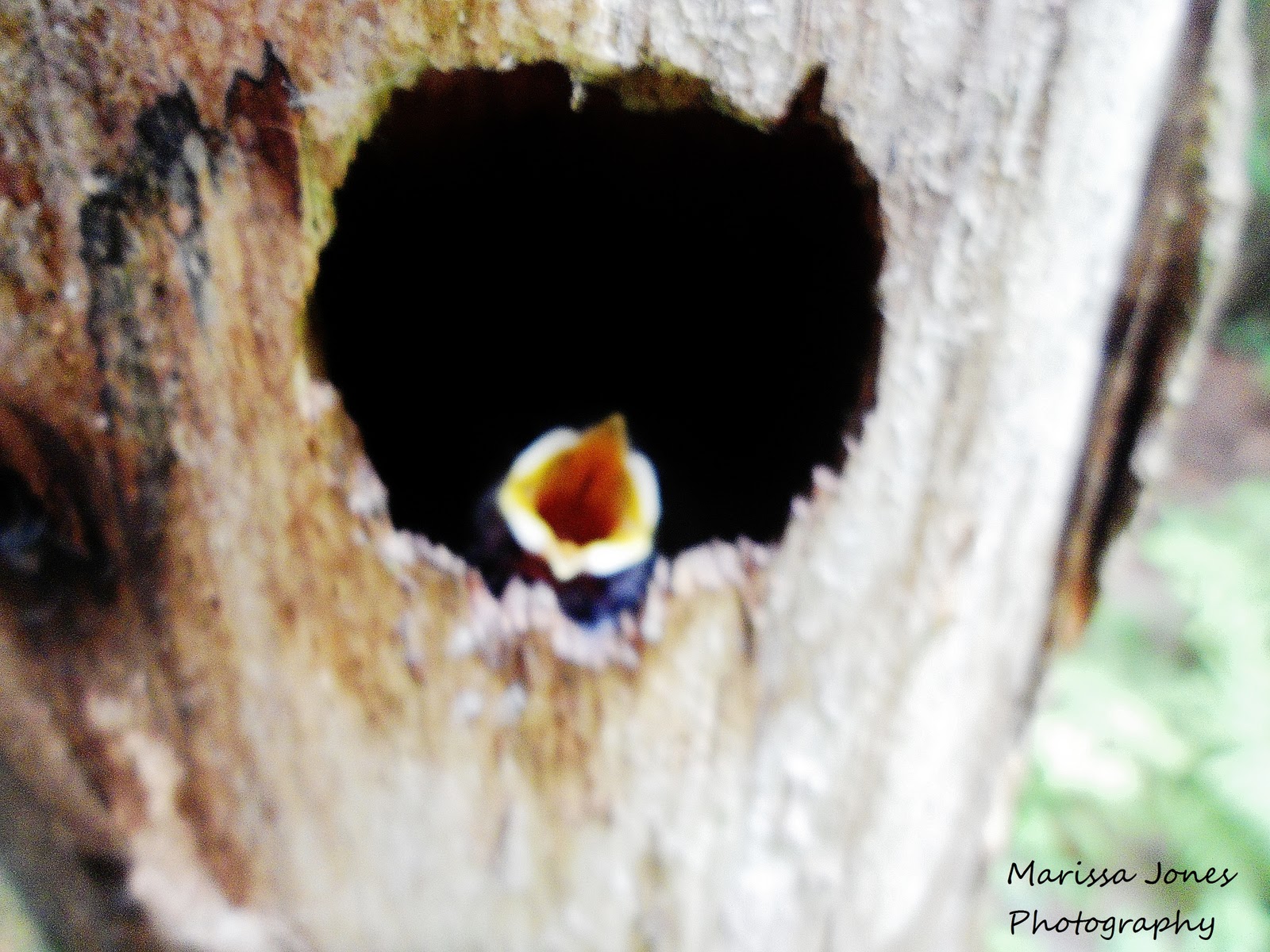 Marissa Jones Photography Province Lake, Effingham New Hampshire. )