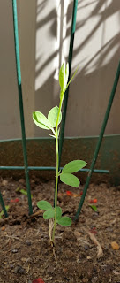 A sweet pea sprout is stretching upwards with a mini trellis and fence behind it.