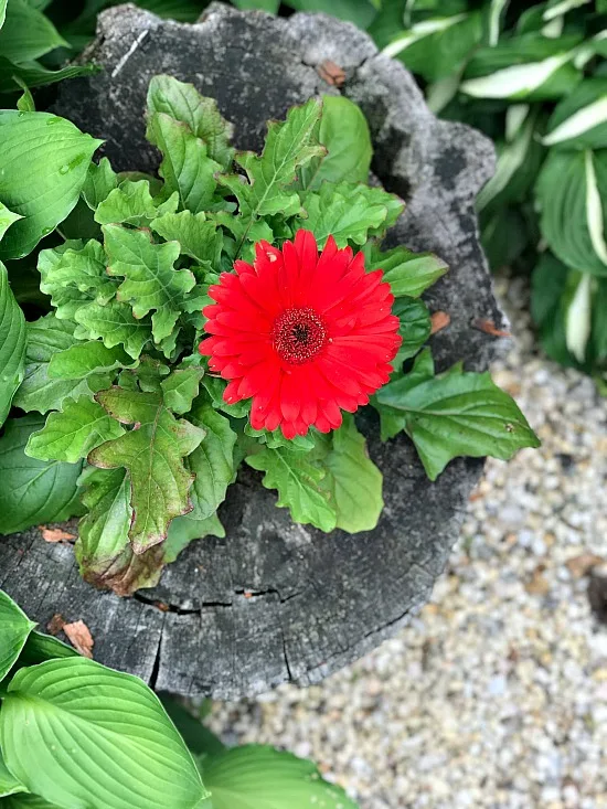 Make a DIY Garden Planter from an Old Stump