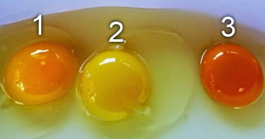 Warna Kuning Telur