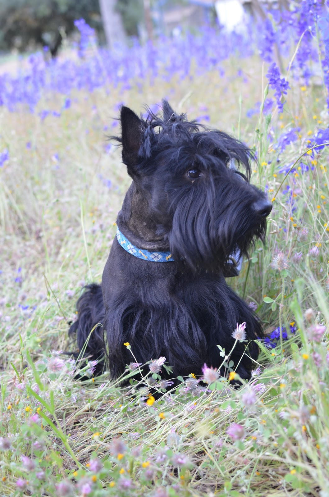 Alterton Scottish Terriers Spring Photo Shoot