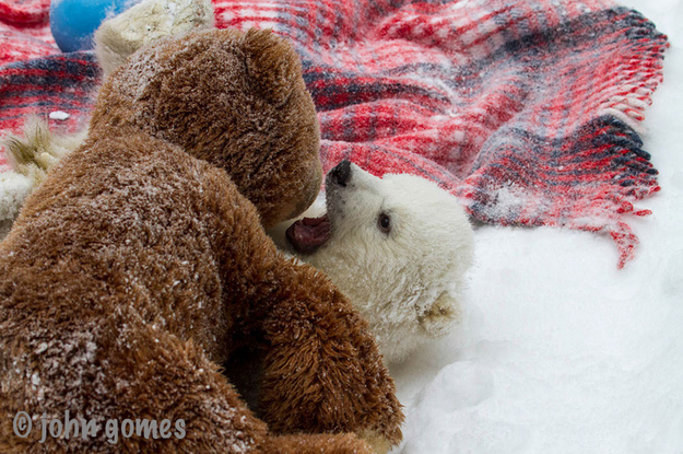Beautiful Orphaned Baby Polar Bear