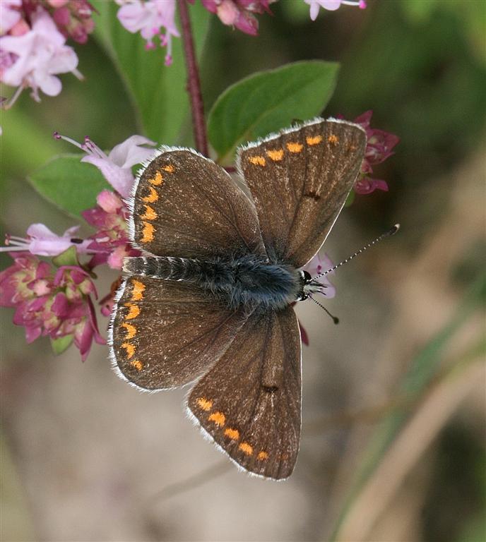 Michael Foley: Natural History ©: Chalk grassland butterflies at Aston ...