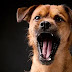 Dog Barking At Night For No Reason: What Do I Do?