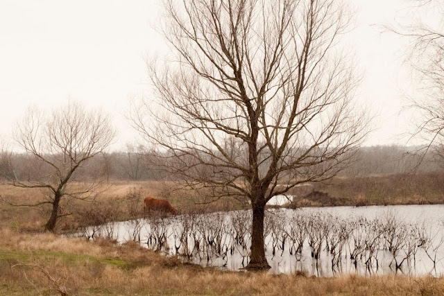 Austin to Houston drive: Barren tree and small lake in Texas in winter
