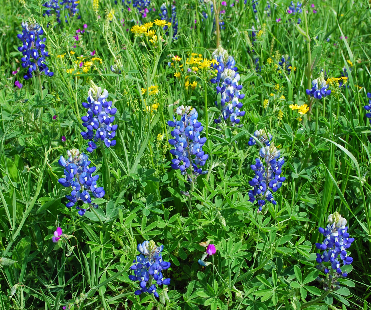 Texas Wildflowers Pictures And Names