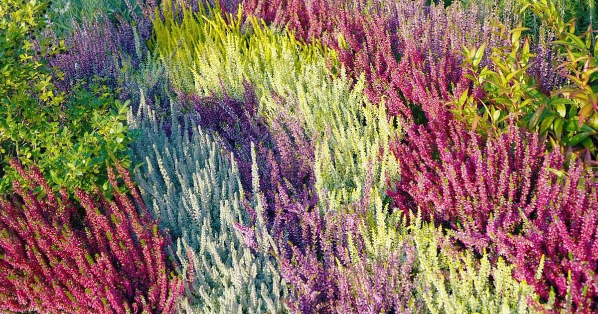 Calluna vulgaris (brezo común) en el jardín