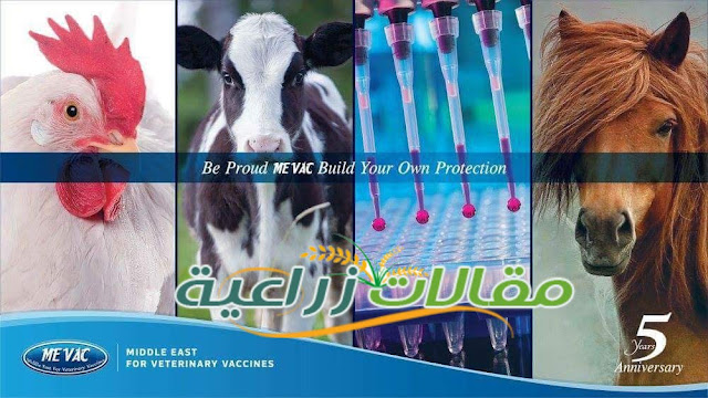 لقاح البي سي جي الحي المجفد - مقالات زراعية