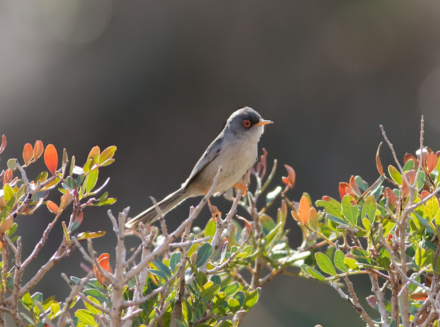 Balearic Warbler - Boquer Valley, Mallorca Balearic Warbler - Boquer Valley, Mallorca