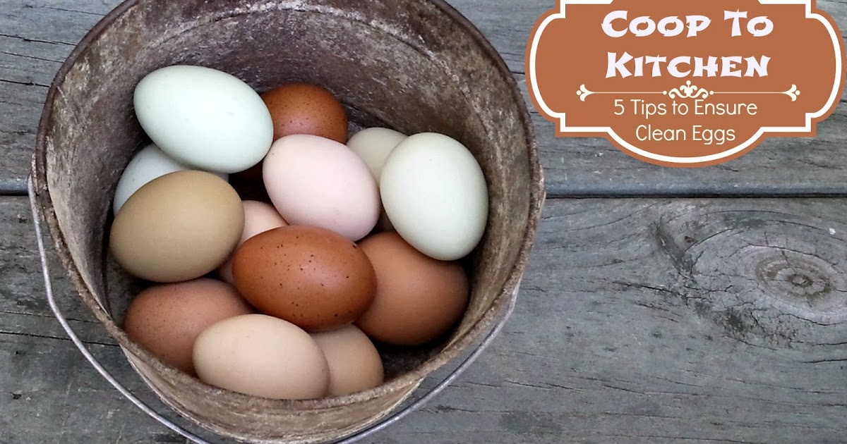 Coop to Kitchen 5 Tips to Ensure Clean Eggs from your Backyard