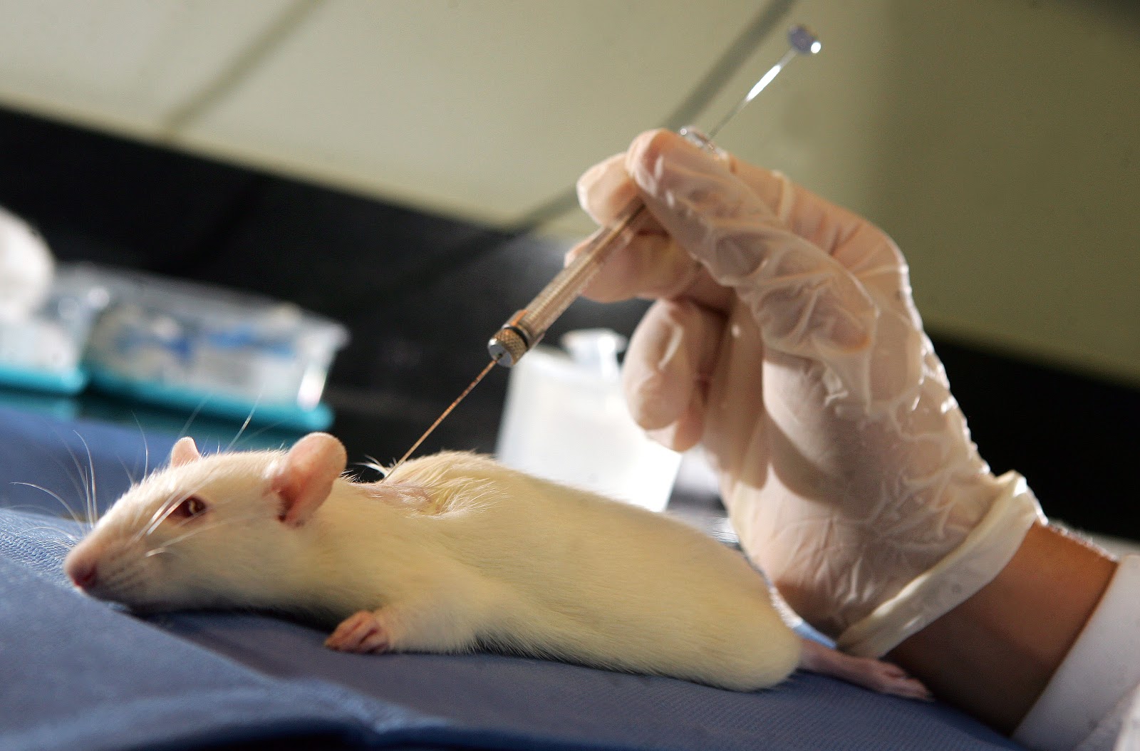 medical research on animals should be discontinued