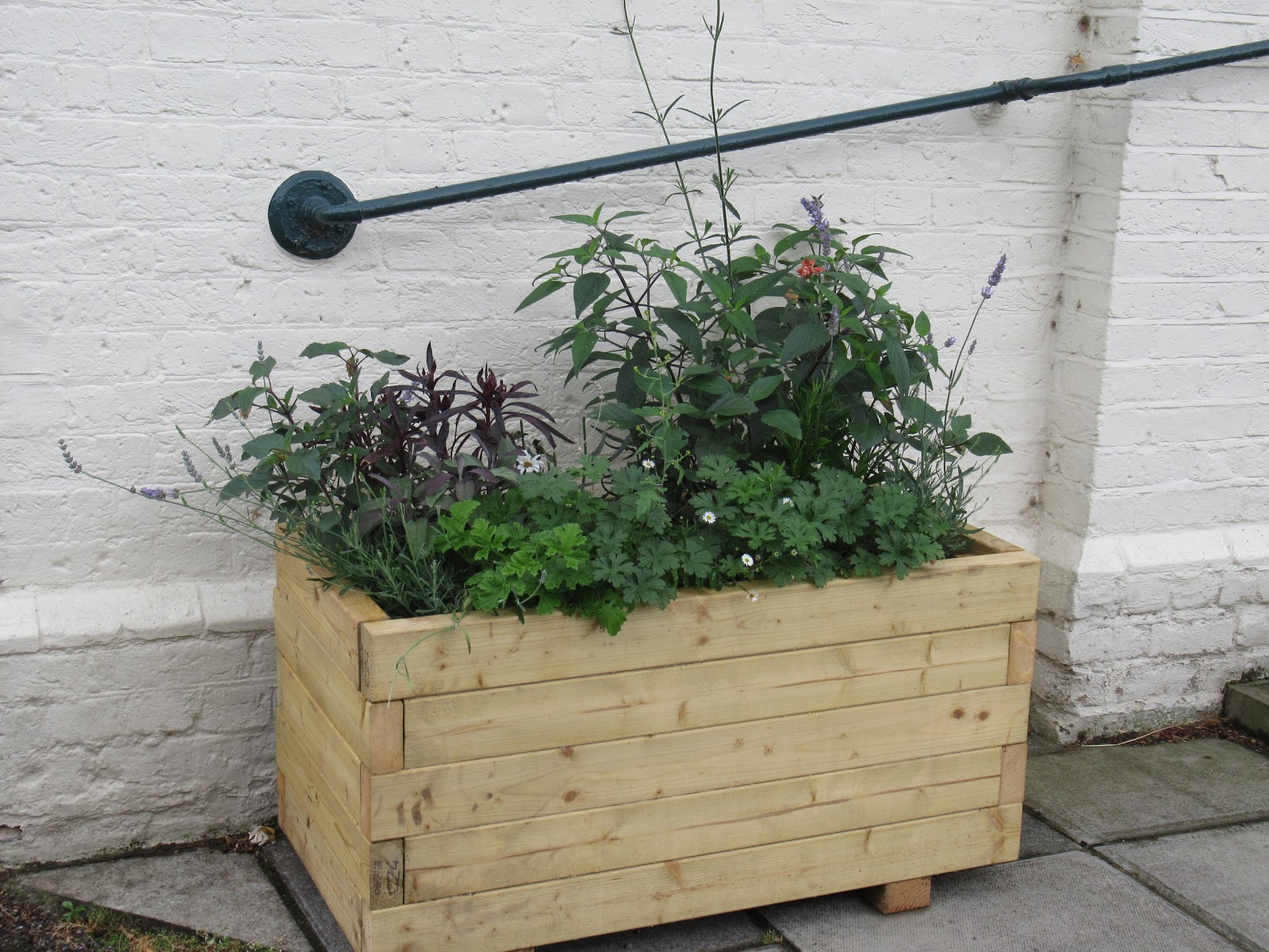 Ham Photos More flowers