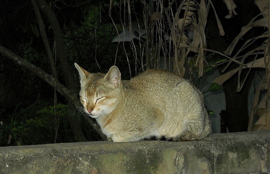 Cat from Guwahati, India