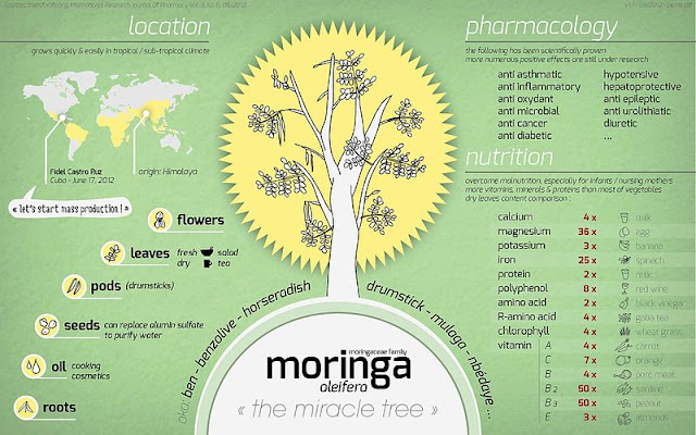 Moringa ماهي المورينجا سعودي مورينجا
