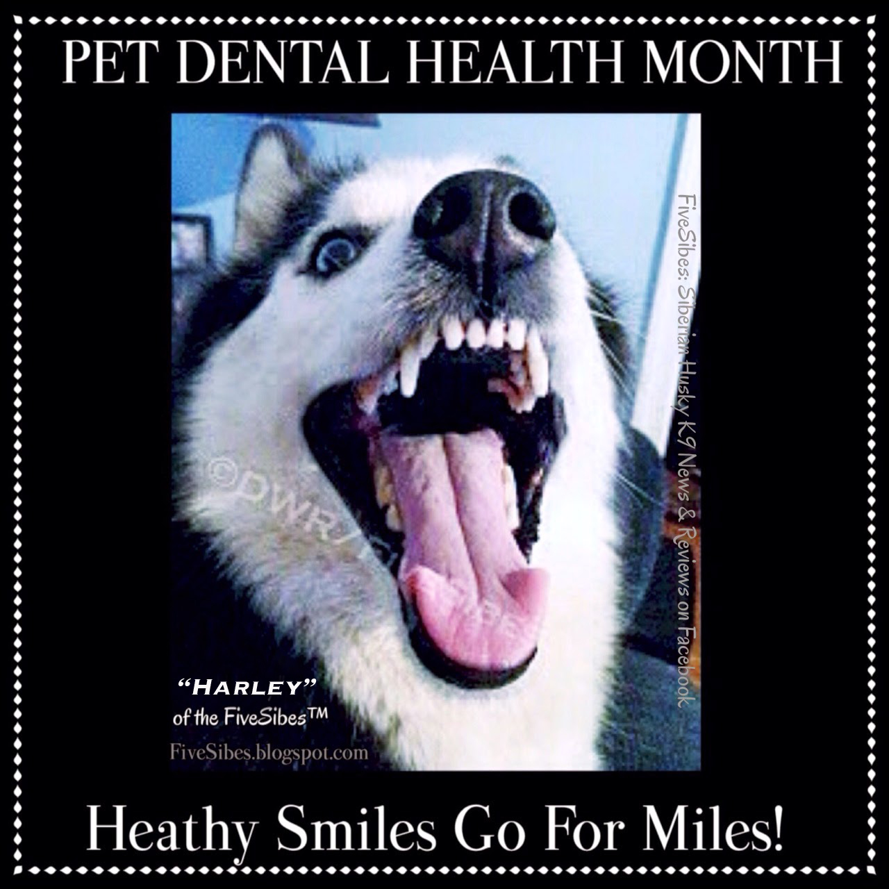 FiveSibes™ It's Leap Day! February is Pet Dental Health Month, BUT