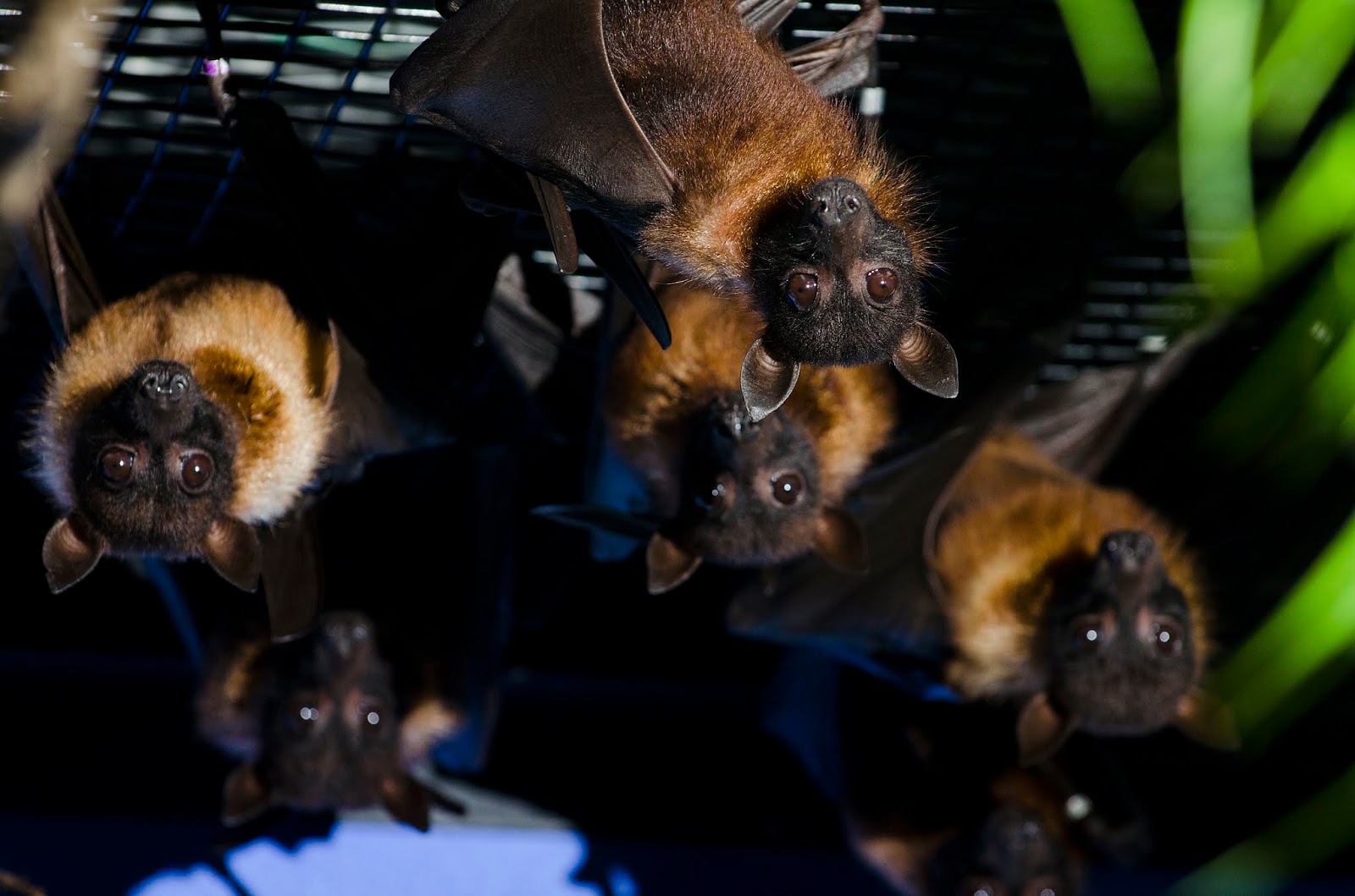 Celebrate Bat Appreciation Month Go Batty for Bats!