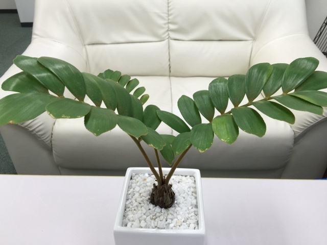 多肉and観葉植物Worldザミア・プミラの育て方