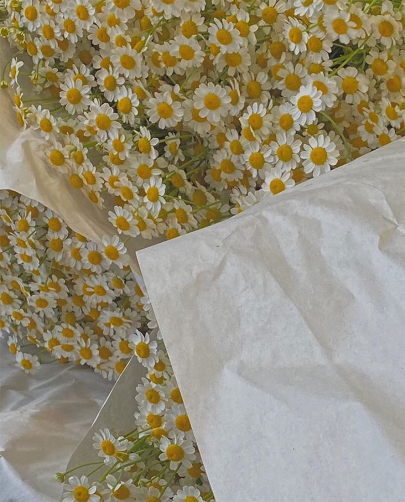 Compilation | Late-Spring Inspiration: Coming Up Daisies