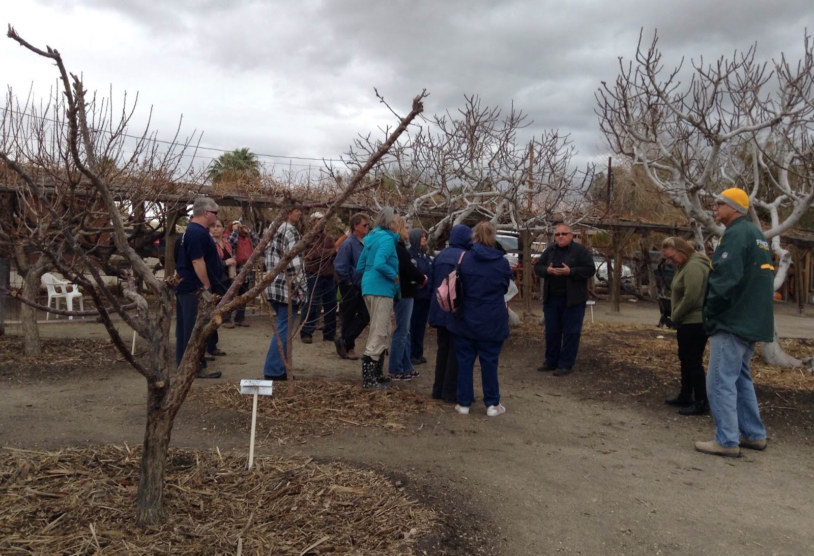 Xtremehorticulture of the Desert Fruit Tree Pruning in