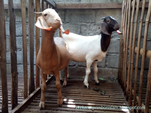 14 Tafsir Mimpi Tentang Kambing Menurut Erek Erek 2d 3d 4d Primbon Jawa Dan Islam Erek Erek Primbon Islam 14 Tafsir Mimpi Tentang Kambing Menurut Erek Erek 2d 3d 4d Primbon Jawa Dan Islam Erek Erek Primbon Islam