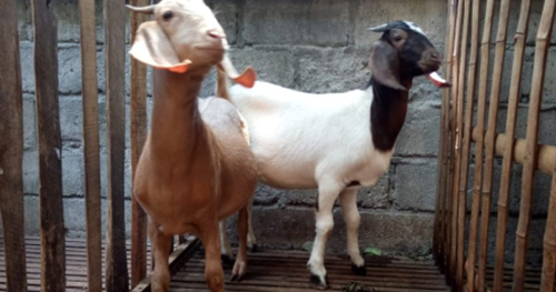 14 Tafsir Mimpi Tentang Kambing Menurut Erek Erek 2d 3d 4d Primbon Jawa Dan Islam Erek Erek Primbon Islam