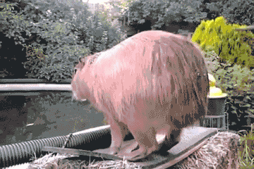Funny animal gifs - part 155, best funny gif, animal gifs