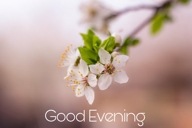 good evening flowers good evening flowers