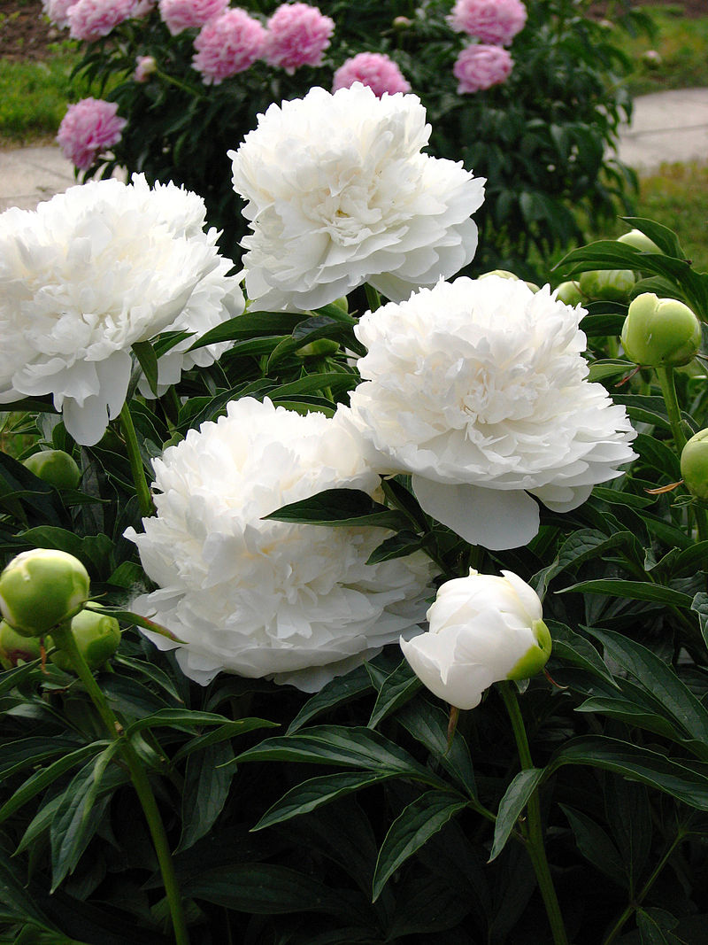 Пион аргентина