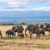 Παγκόσμια Ημέρα Ελέφαντα 