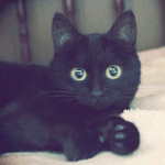 “neko”
