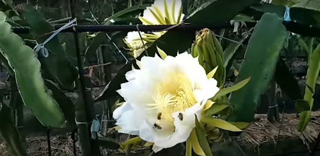 dragon fruit pollination