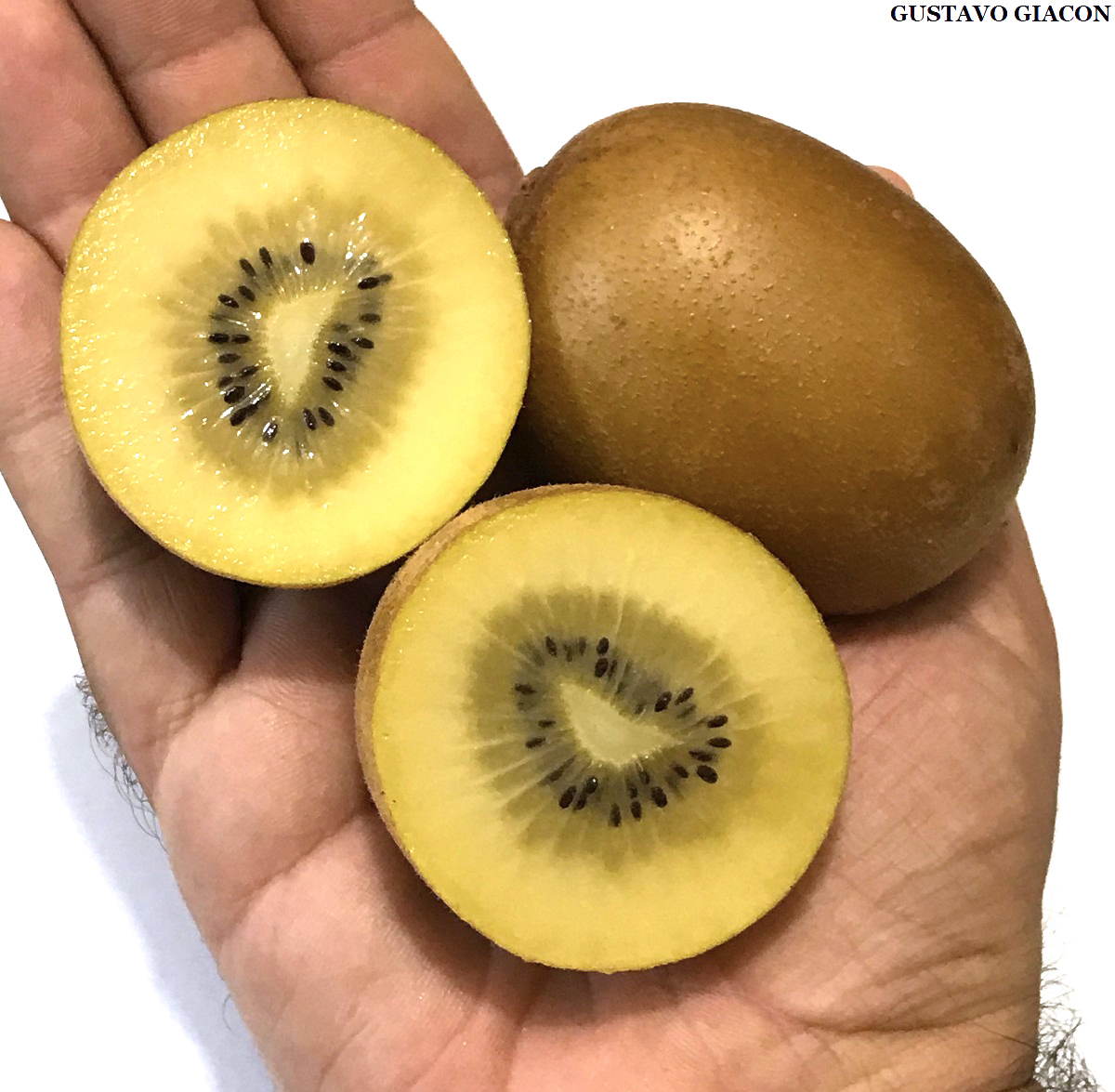 Viveiro Ciprest - Plantas Nativas e Exóticas: Kiwi Fêmea Amarelo ...
