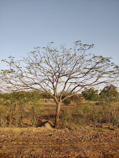 rajasthani image