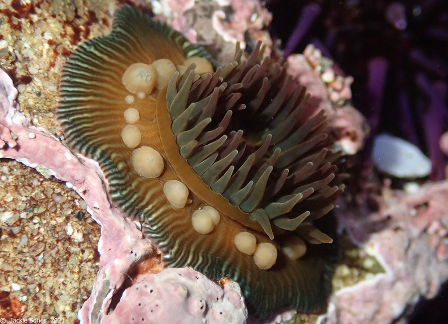 The Natural History of Bodega Head Ring around the anemone