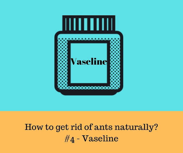 Get rid of ants from your house - Vaseline Natural ways to get rid of ants naturally - Vaseline