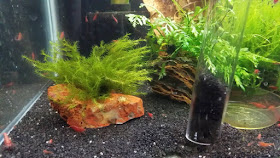 using siphon on black sand in red cherry shrimp tank