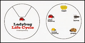 Ladybug life cycle printable get details at TeachingMama.org