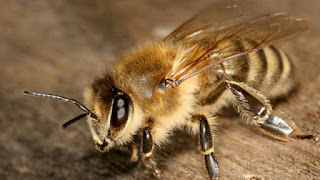 Iretama: Abelhas causam perigo e moradores pedem ajuda
