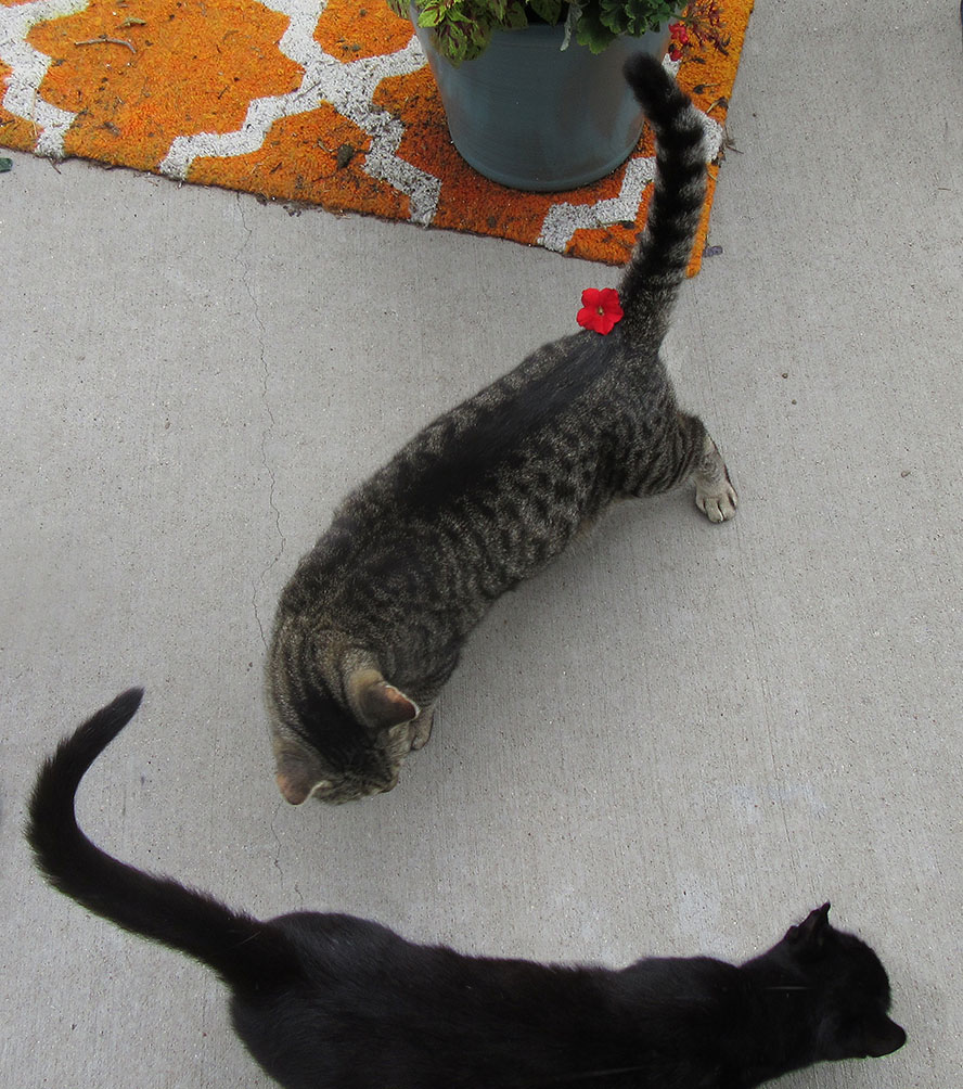 The Best Little Cat House In South Dakota Moving with Mitchell