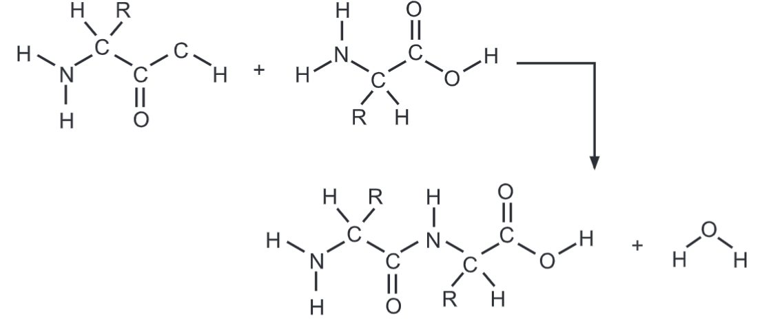 Protein Structure