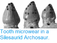 http://sciencythoughts.blogspot.co.uk/2013/10/tooth-microwear-in-silesaurid.html