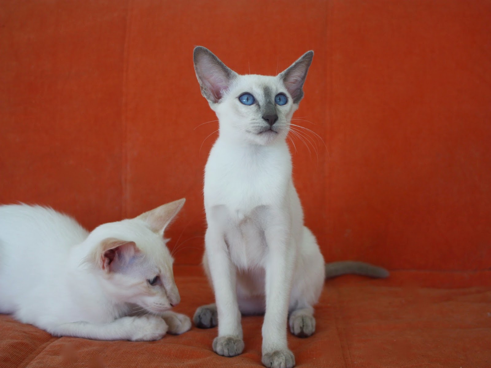 Lilac tortie point Cat