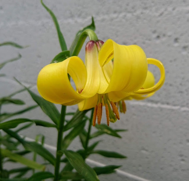 Steigenlilje har duftende gule blomster