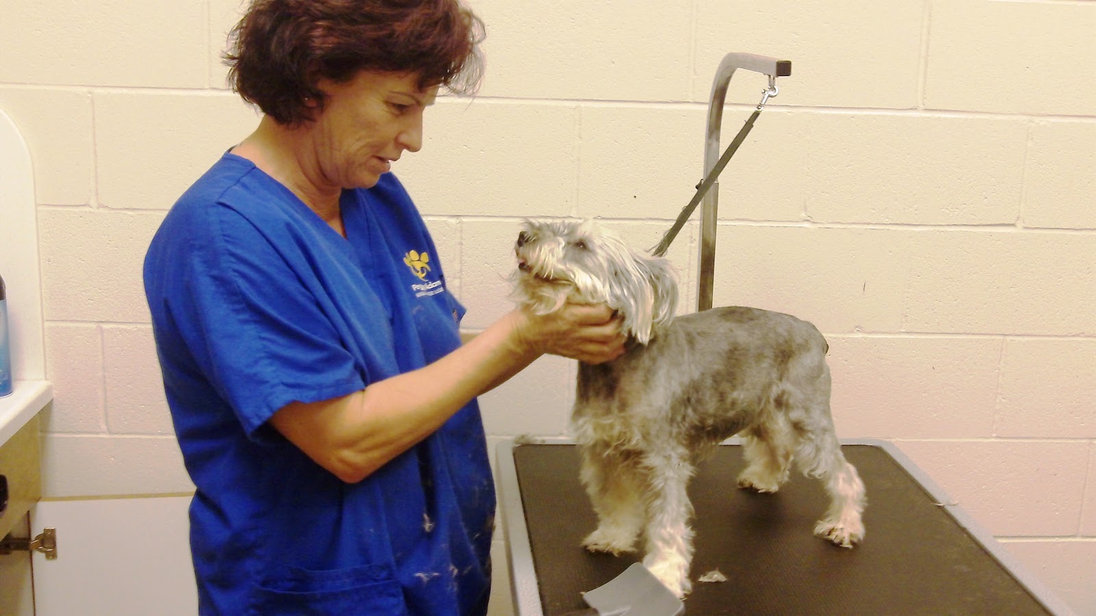 Peggy Adams Animal Rescue League Behind the Scenes Grooming Matters