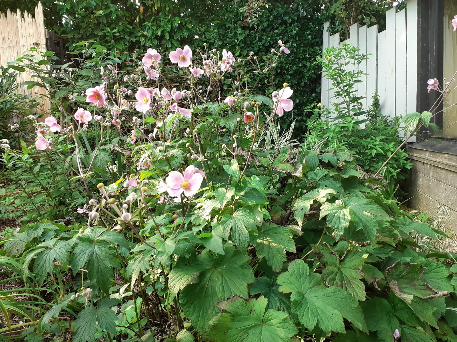 Au Jardin des Violettes Chambres d'hôtes: anémones du japon au jardin de la  véranda