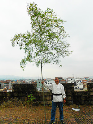 Real Multiple Tip Bamboo Spear