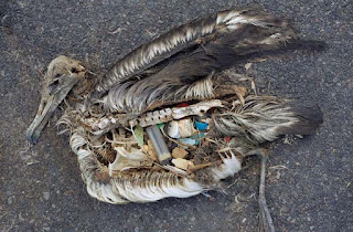 most interesting environmental issues most interesting environmental issues