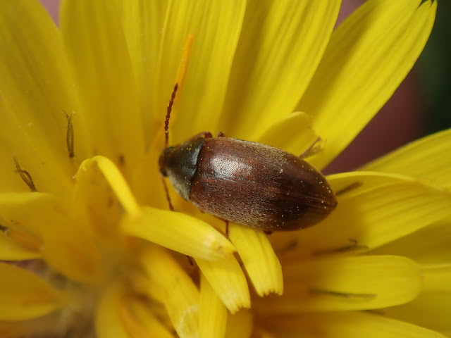 Isomira testacea Isomira testacea